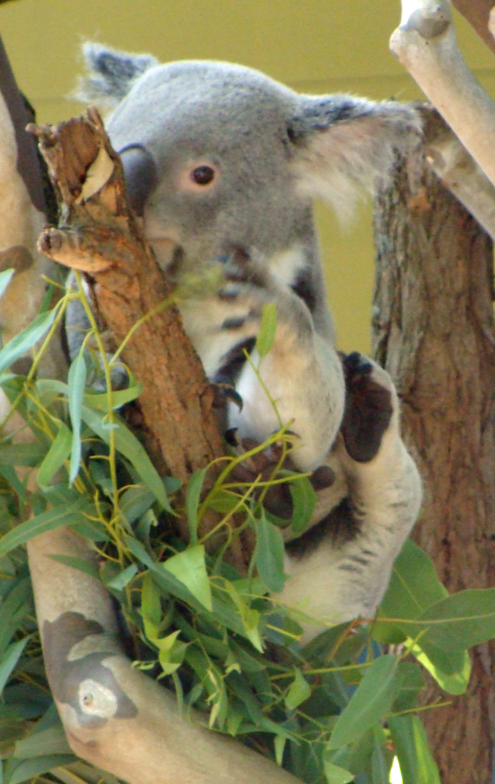 koala